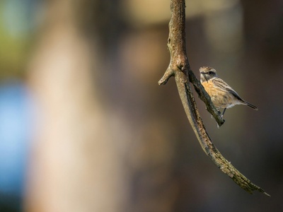 Stonechat