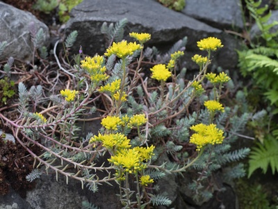 Stonecrop