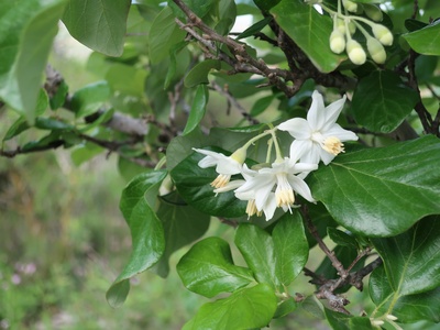 Storax Tree