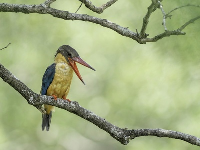 Stork-billed Kingfisher