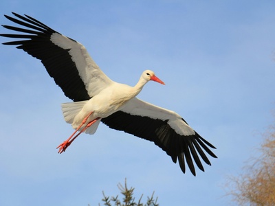 Stork