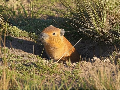 Strait of Magellan Tuco-tuco