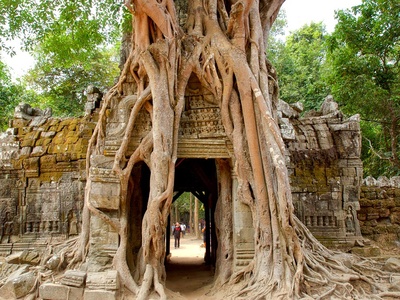 Strangler Fig