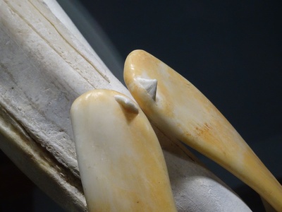 Strap-toothed Whale