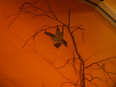 Straw-coloured fruit bat