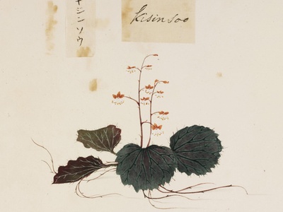 Strawberry Begonia