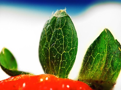 Strawberry (Morango)