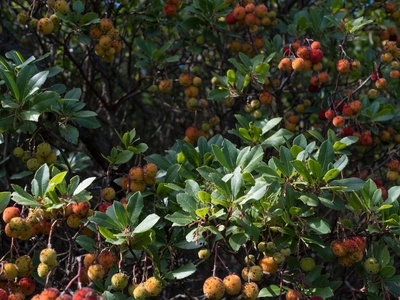 Strawberry tree