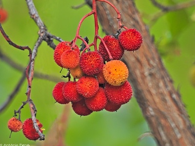 Strawberry Tree Fruit (Medronho)