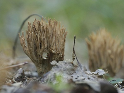 Strict Haircap Moss