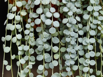 String of Nickels