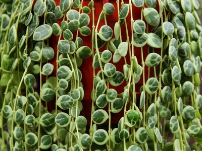 String of Turtles