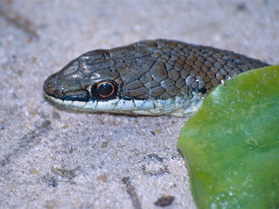 Stripe-bellied Sand Snake