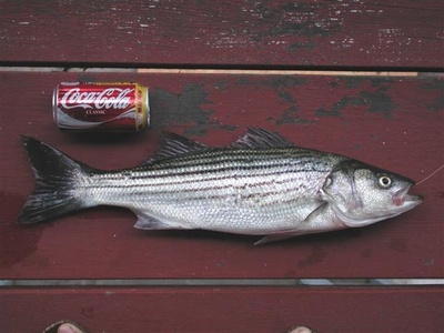 Striped bass