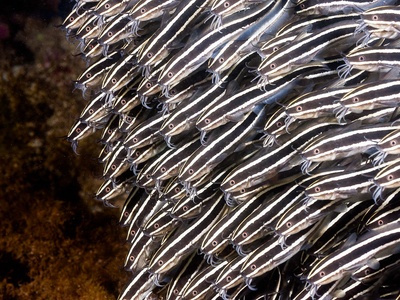 Striped catfish