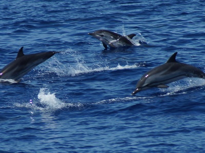 Striped Dolphin