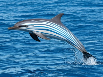 Striped Dolphin