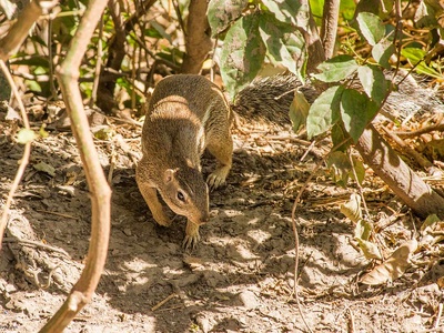 Striped ground squirrel