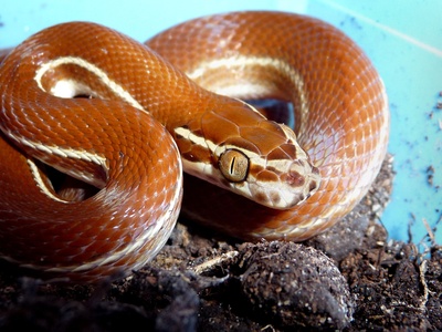 Striped House Snake