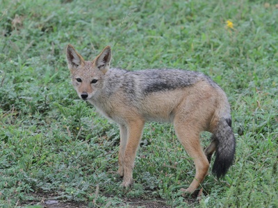 Striped Jackal