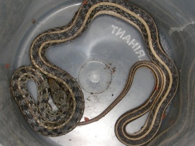 Striped Keelback