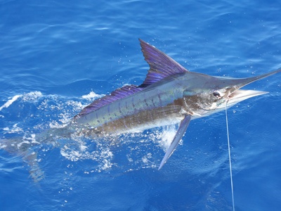 Striped Marlin