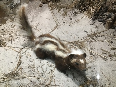 Striped polecat