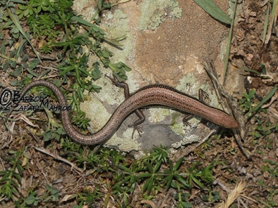 Striped Skink