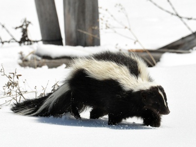 Striped Skunk