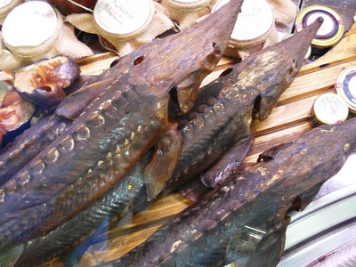 Sturgeon