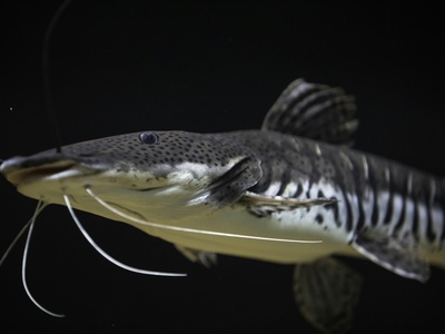 Sturgeon