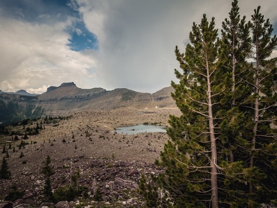 Subalpine Fir