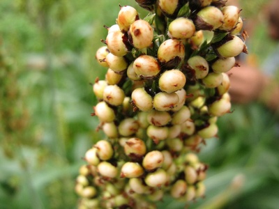 Sudan Grass