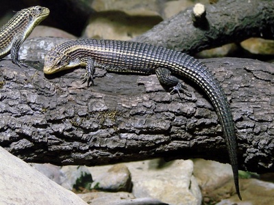 Sudan Plated Lizard