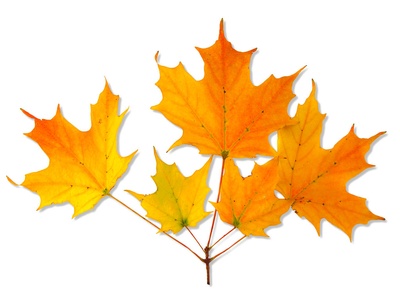 Sugar Maple