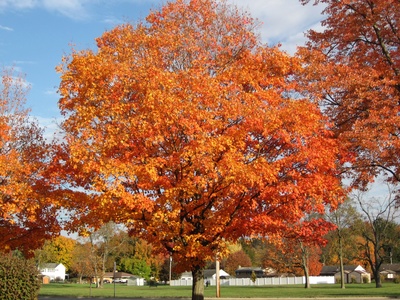 Sugar maple