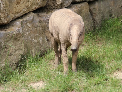 Sulawesi babirusa