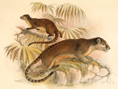 Sulawesi palm civet