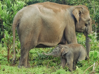 Sumatran elephant