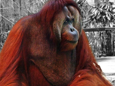 Sumatran orangutan