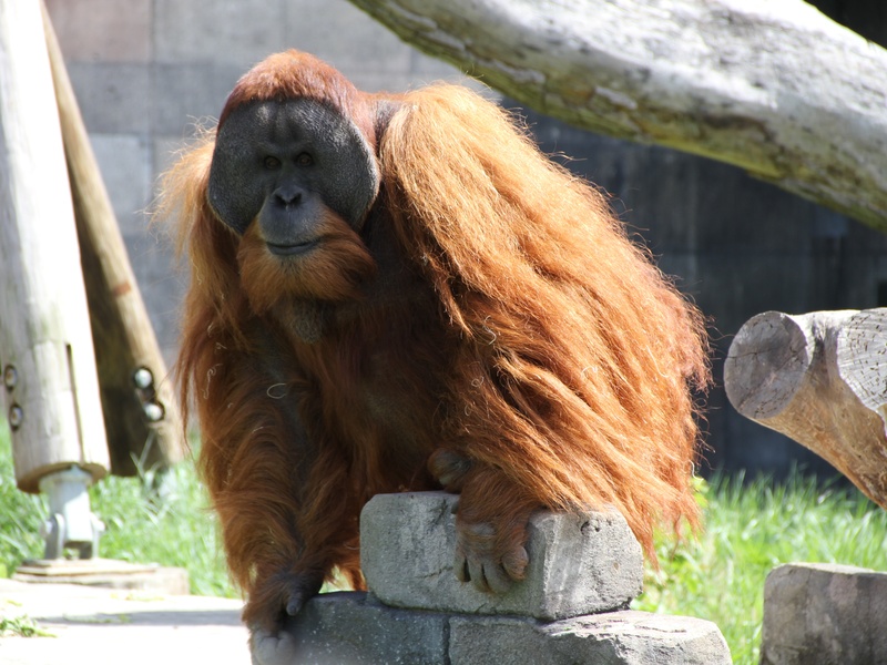 List of Rare Animals in Indonesia - Flora Fauna Fun