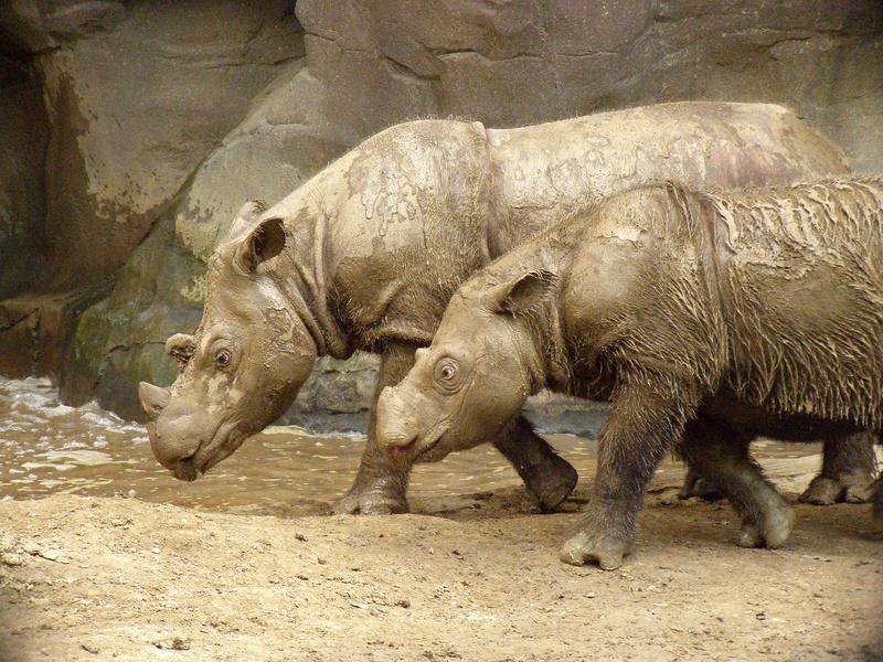 List of Rare Animals in Indonesia - Flora Fauna Fun
