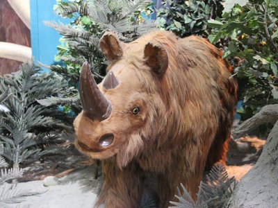 Sumatran Rhinoceros