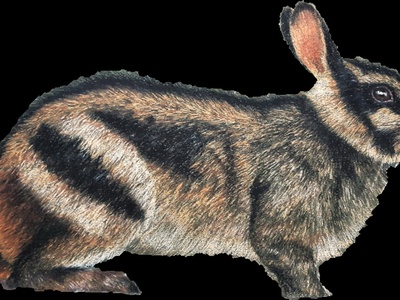 Sumatran striped rabbit