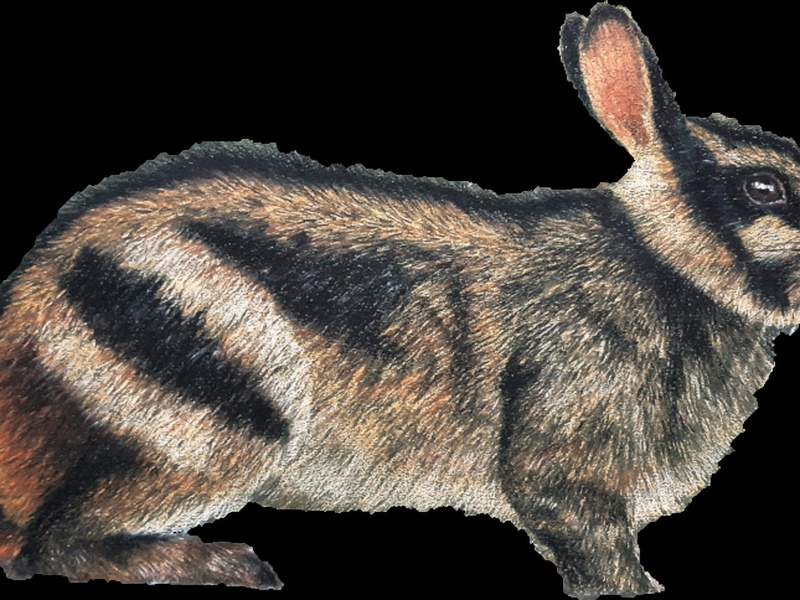 List of Rare Animals in Indonesia - Flora Fauna Fun