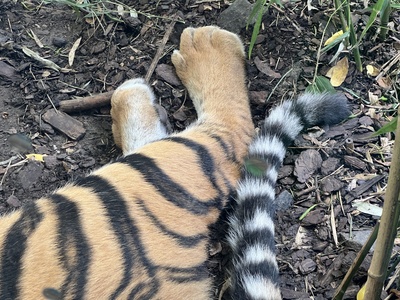 Sumatran tiger