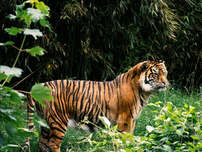 Sumatran tiger (subsp.)