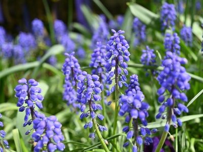Summer hyacinth