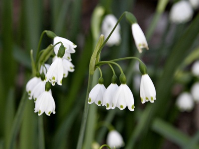 Summer Snowflake