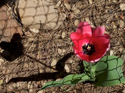 Sun's Eye Tulip
